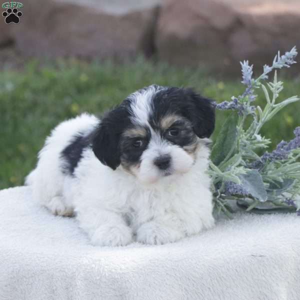 Sugar, Havachon Puppy